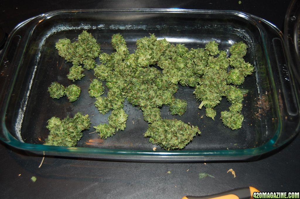 finnished_buds_in_tray