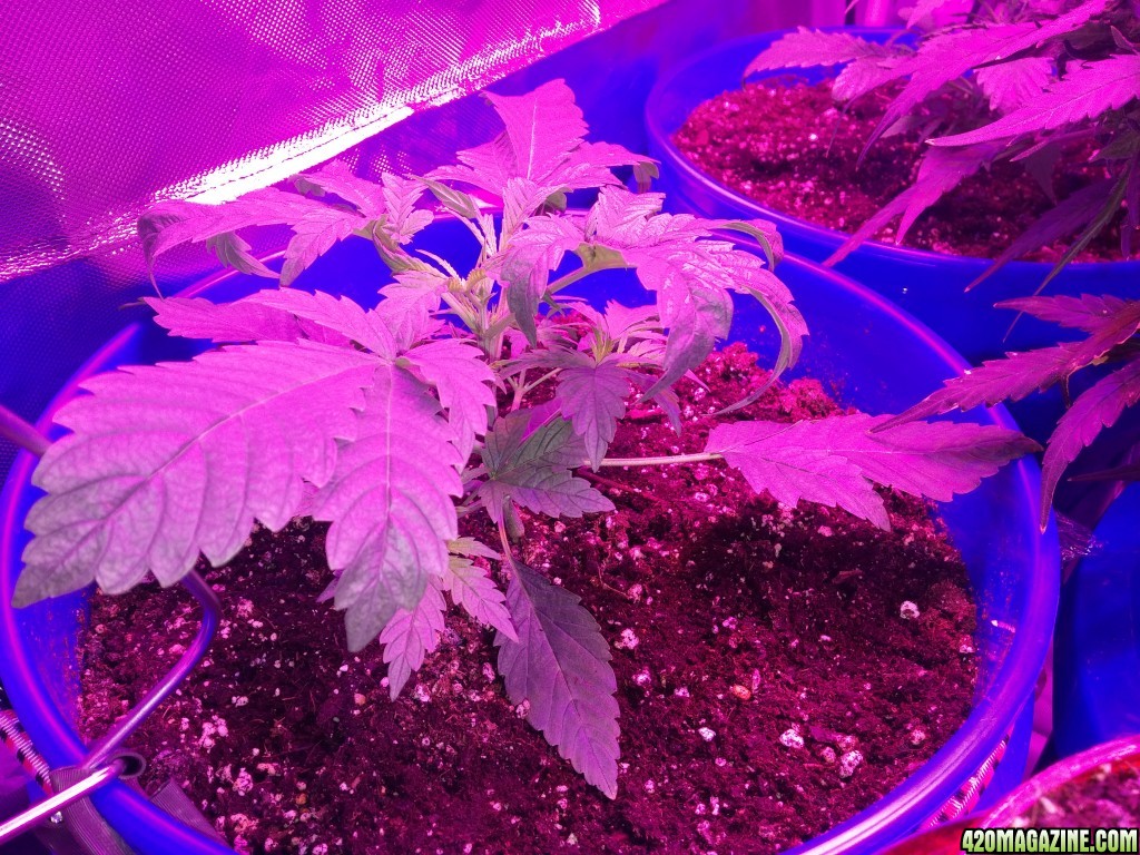 First auto grow