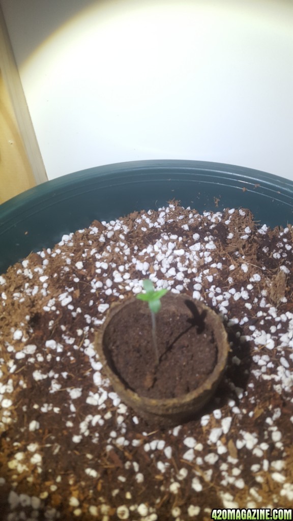 First Coco Grow Germination 1