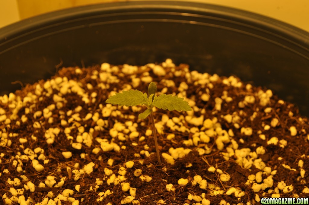 First Coco Grow Germination 2