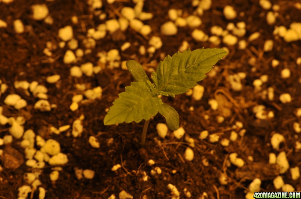 First Coco Grow Germination 3