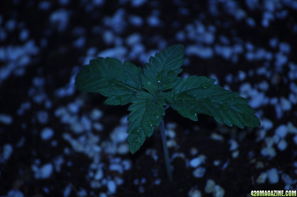 First Coco Grow Night Vege 2