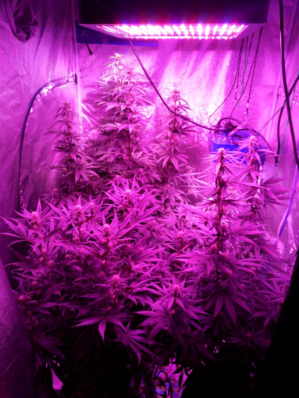 First day week 4 flower