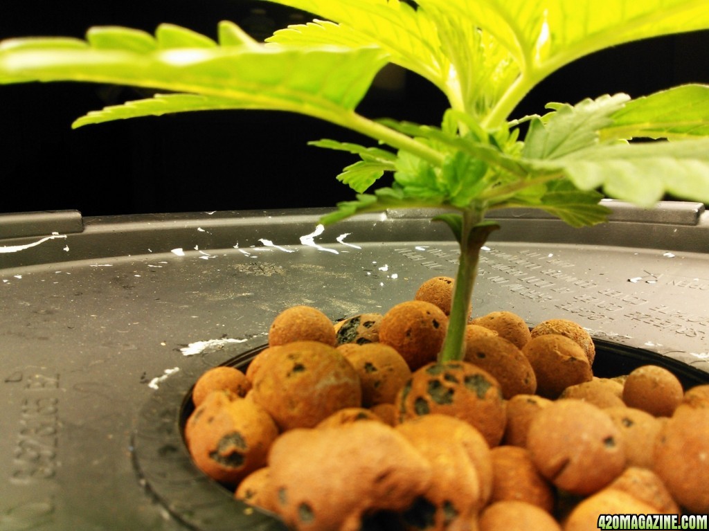 First Deep Water Hydroponic grow