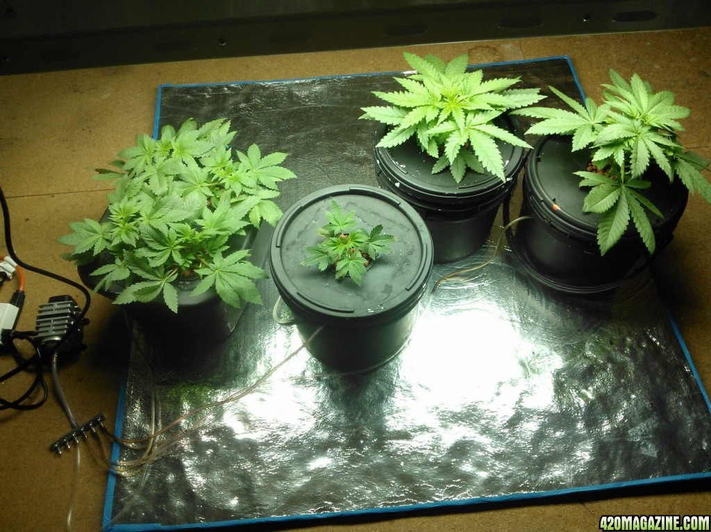 First Deep Water Hydroponic grow