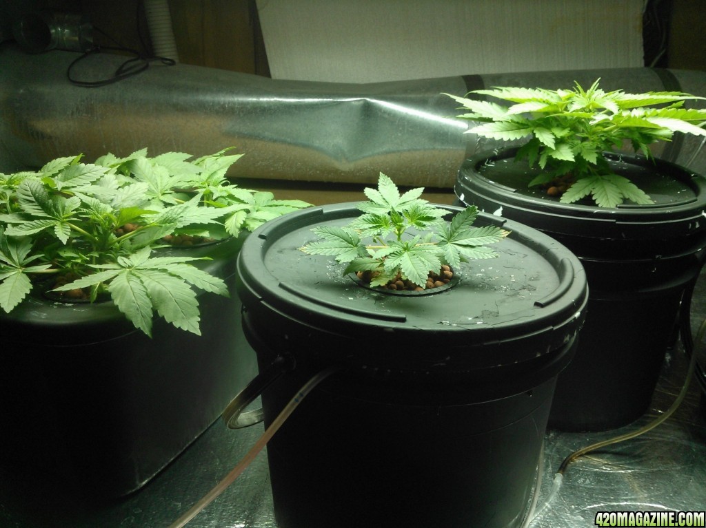 First Deep Water Hydroponic grow