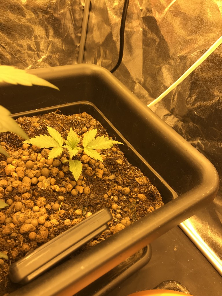 First ever indoor grow - first ever grow for that matter!