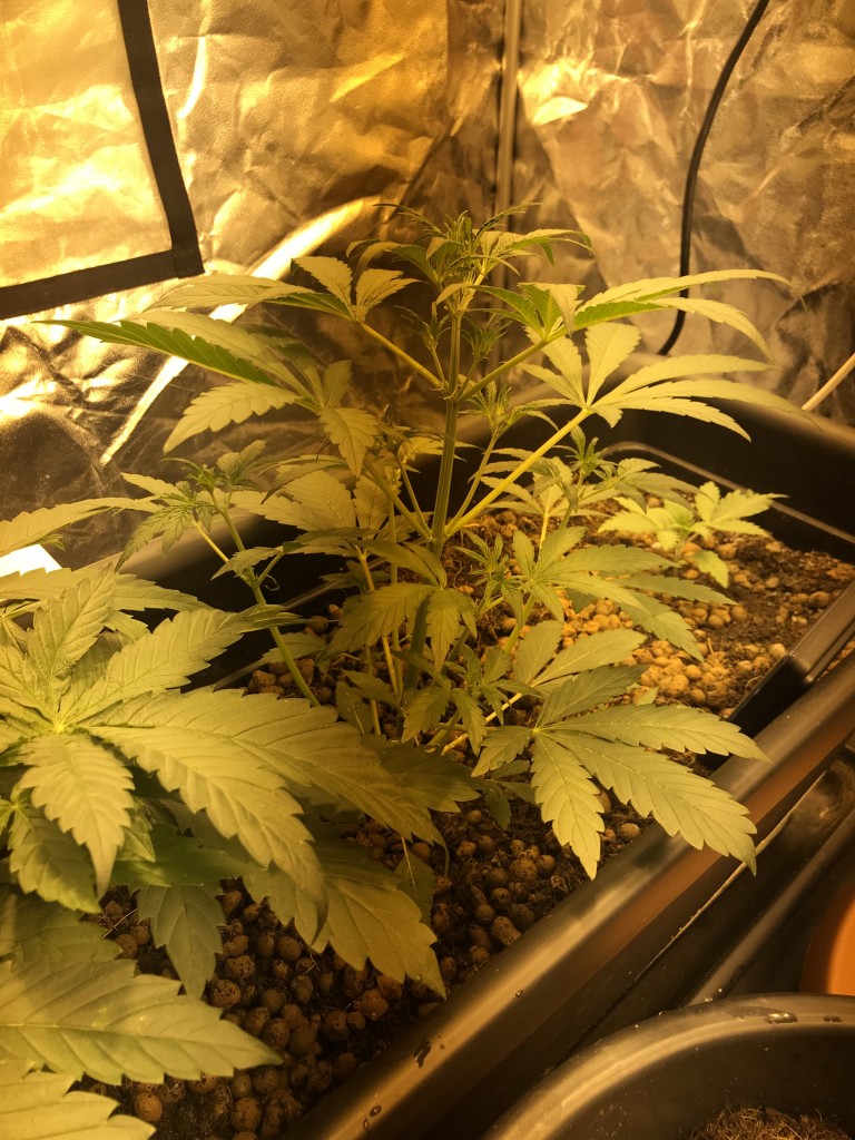 First ever indoor grow - first ever grow for that matter!