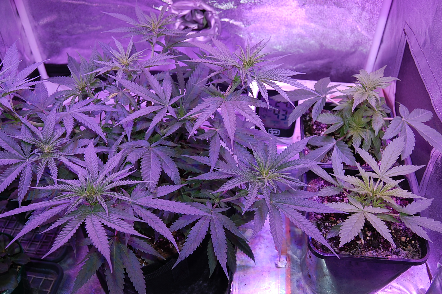 first-flowers-10-days-after-flip-sweet-zombie-cannabis-grow-journal-2022.JPG