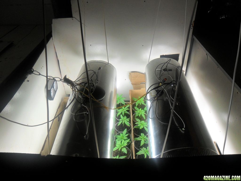 first grow 2012