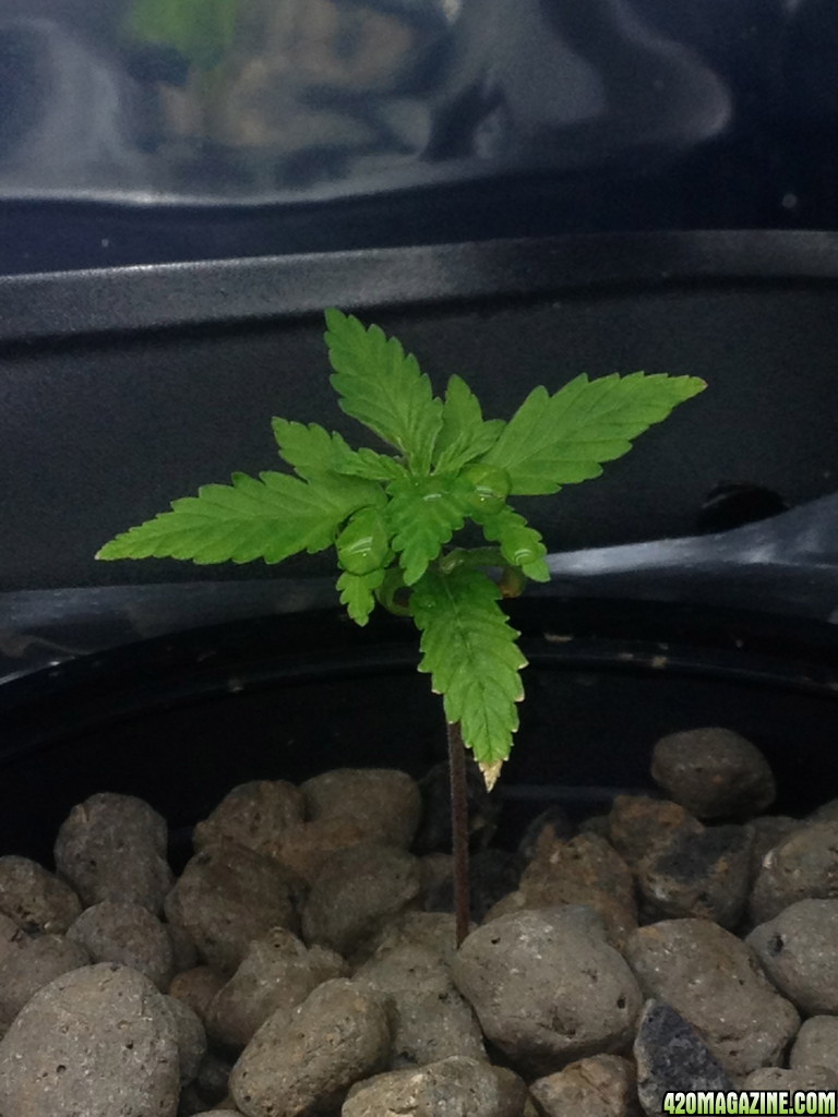 first grow 2014