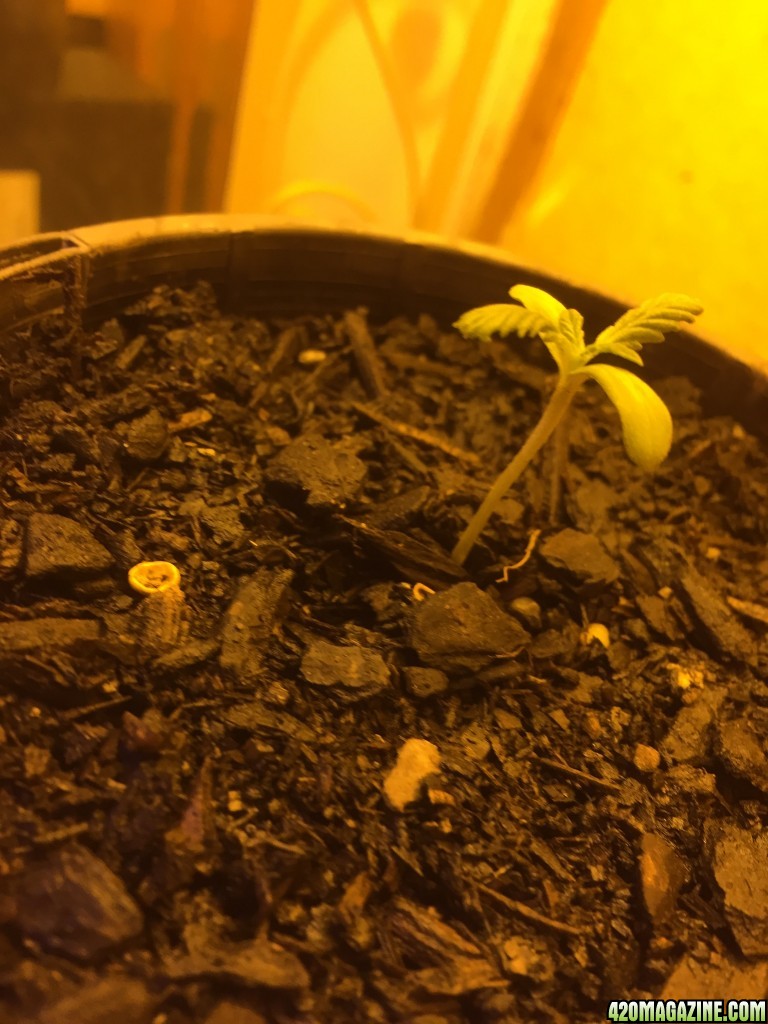 first grow 3