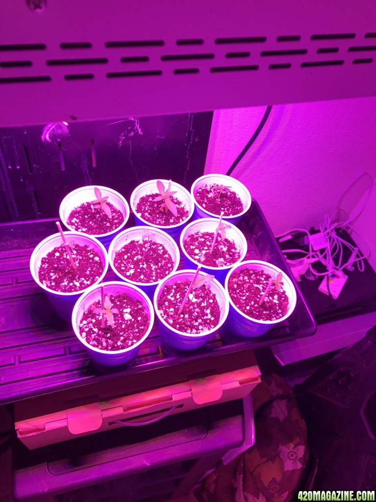 First grow 300W LED