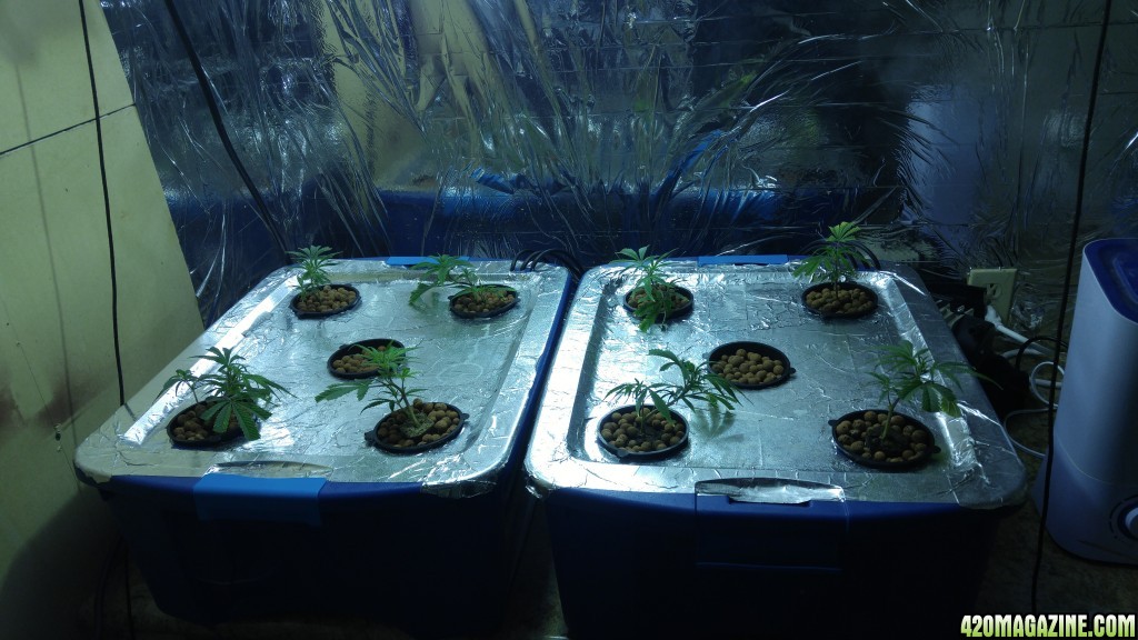 First grow 4x8 scrog 2000w RDWC