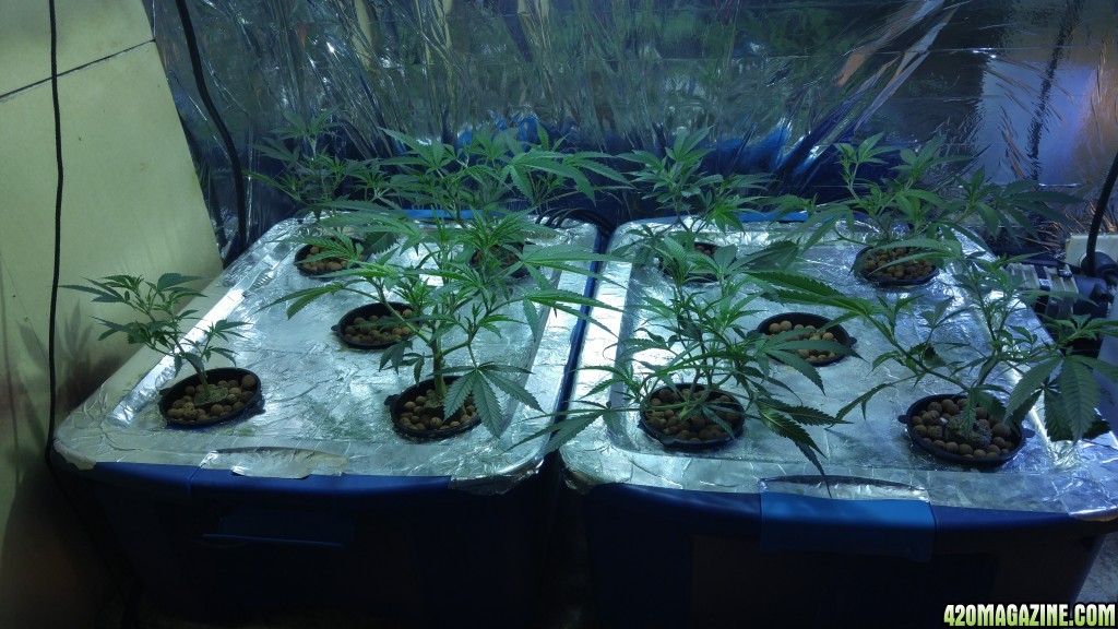 First grow 4x8 scrog 2000w RDWC