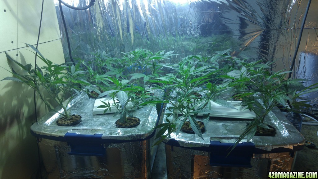 First grow 4x8 scrog 2000w RDWC