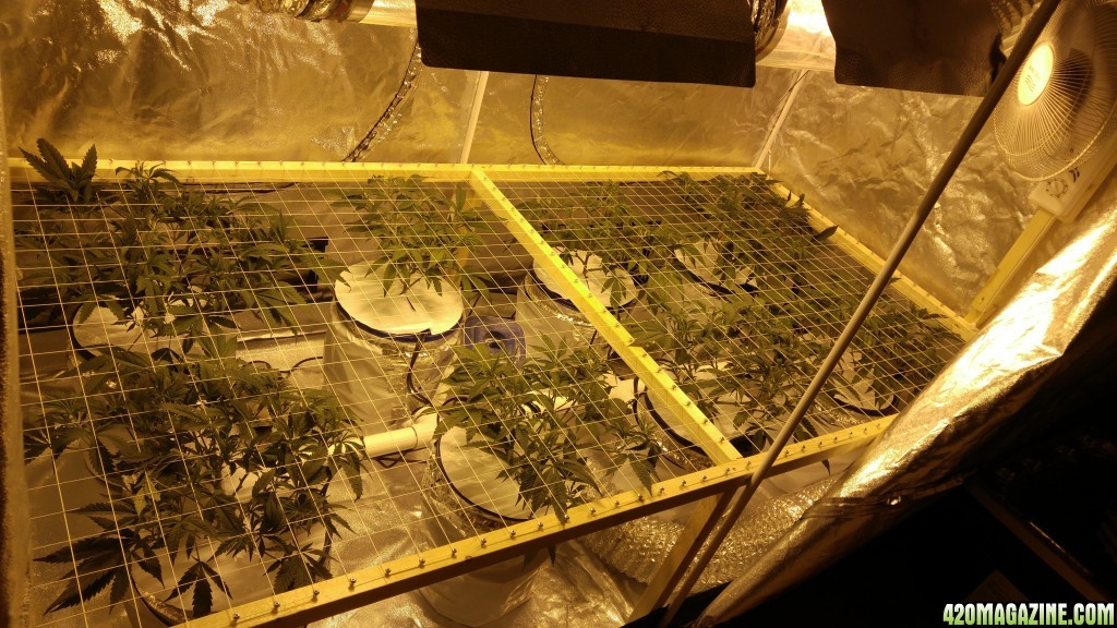 First grow 4x8 scrog 2000w RDWC