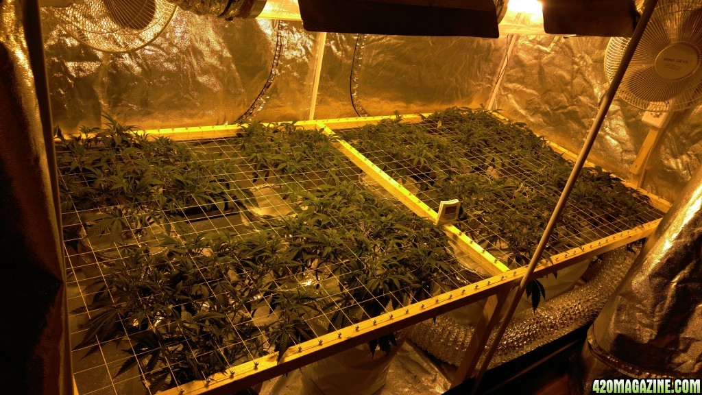 First grow 4x8 scrog 2000w RDWC