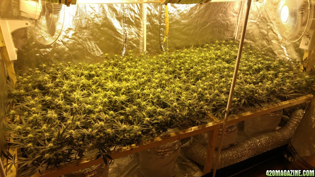 First grow 4x8 scrog 2000w RDWC