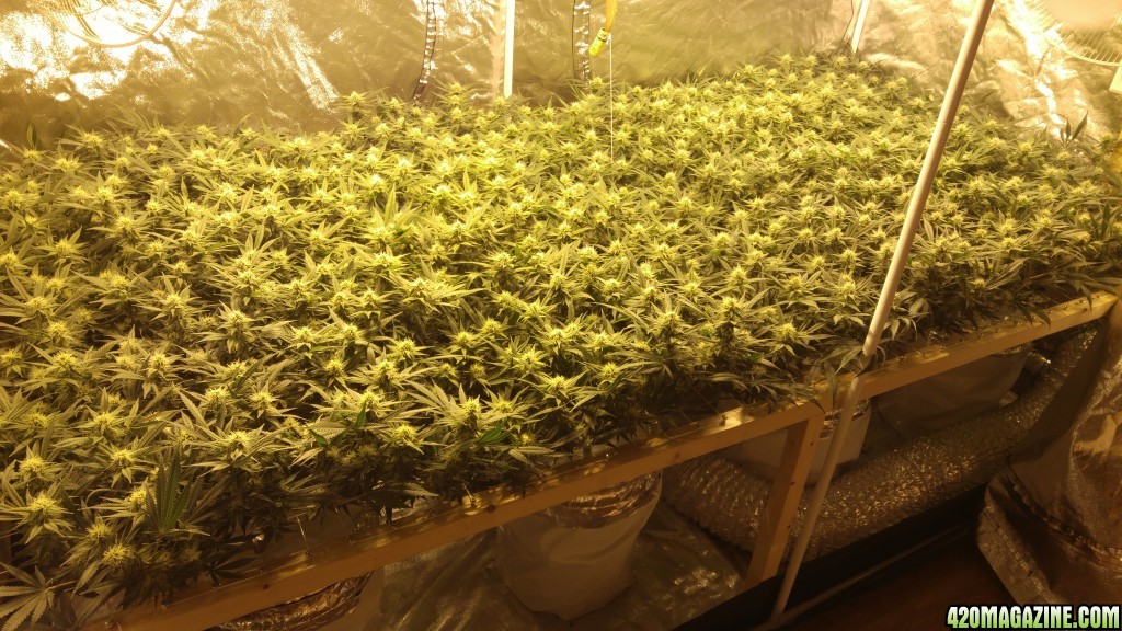 First grow 4x8 scrog 2000w RDWC