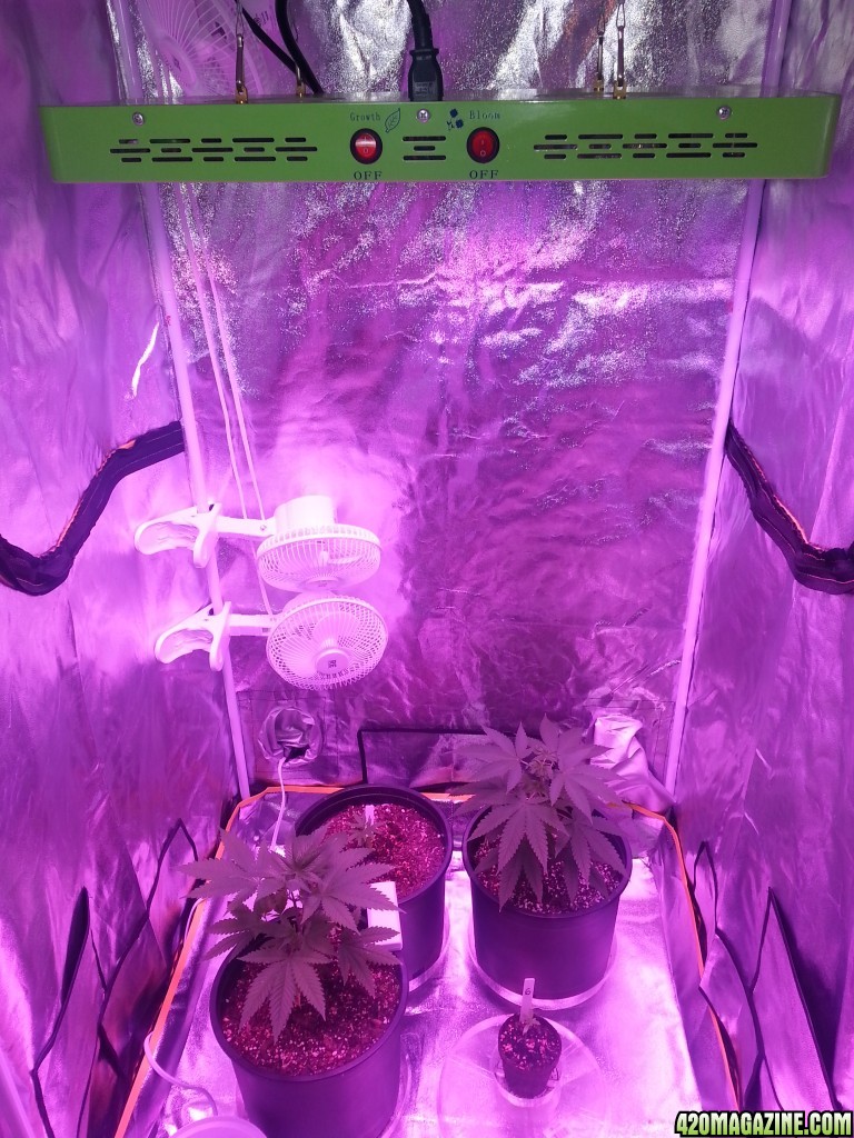 First Grow. Almost bug free?