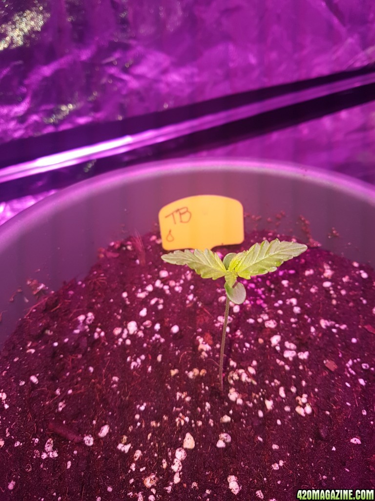 First grow - autoflower indoor 750W LED - bulk upload