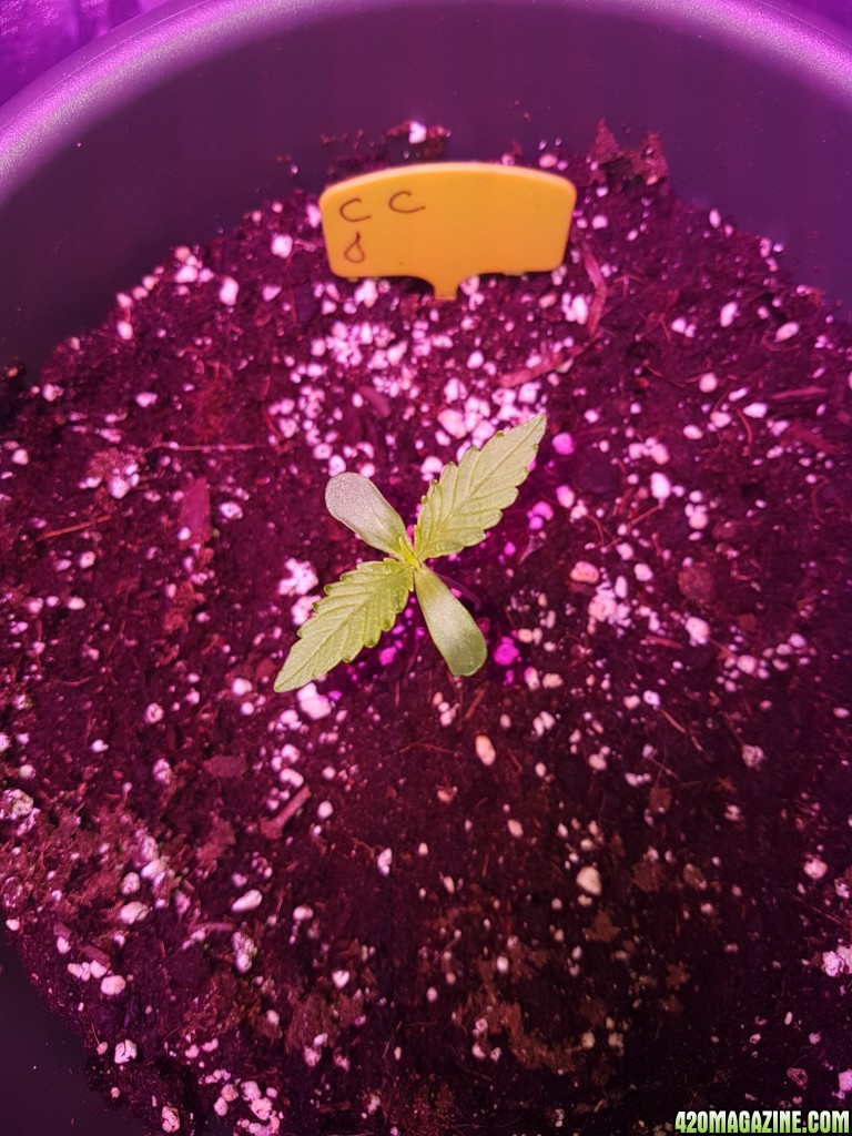 First grow - autoflower indoor 750W LED - bulk upload