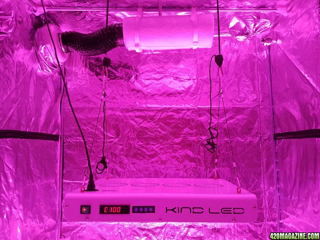 First grow - autoflower indoor 750W LED - bulk upload