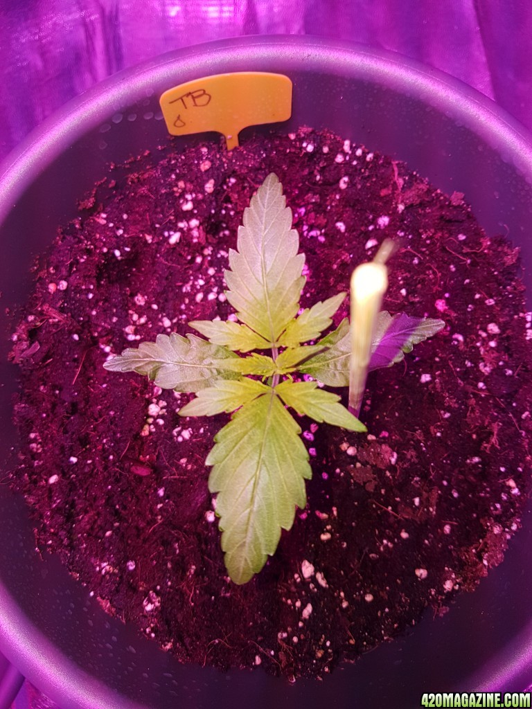 First grow - autoflower indoor 750W LED - bulk upload