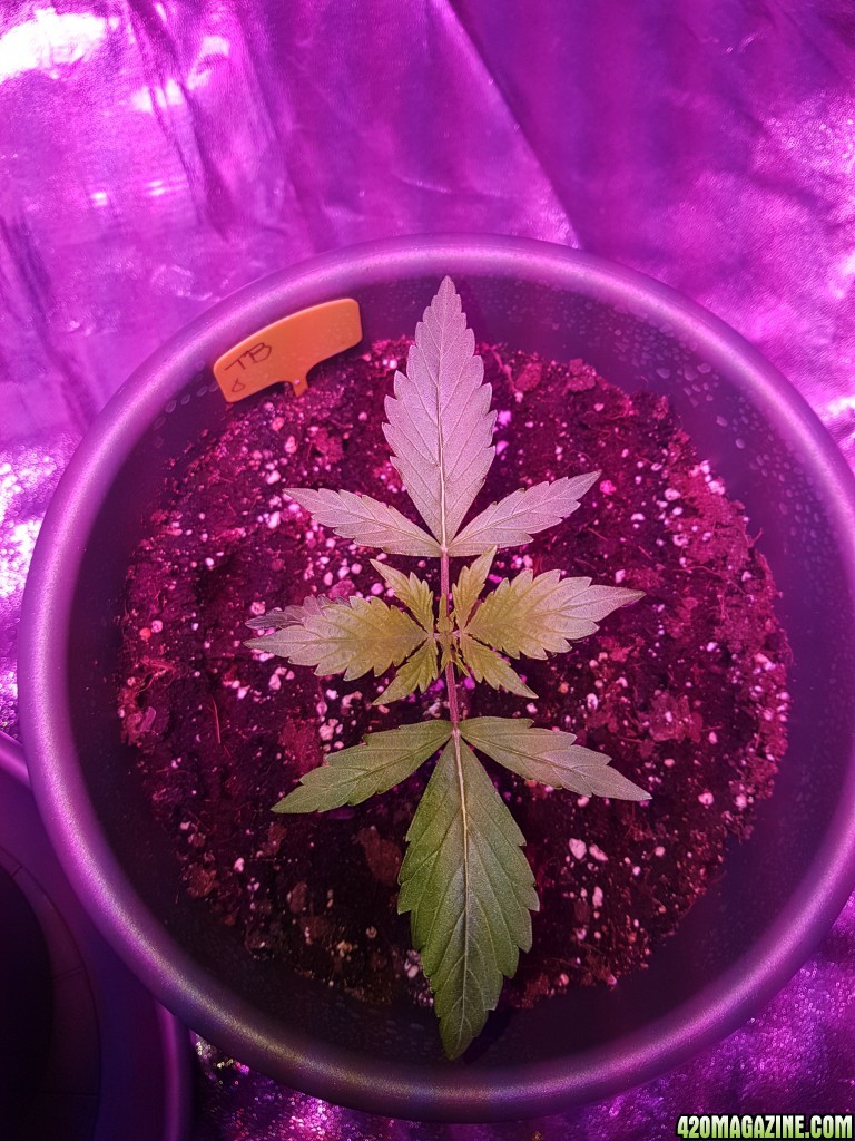 First grow - autoflower indoor 750W LED - bulk upload