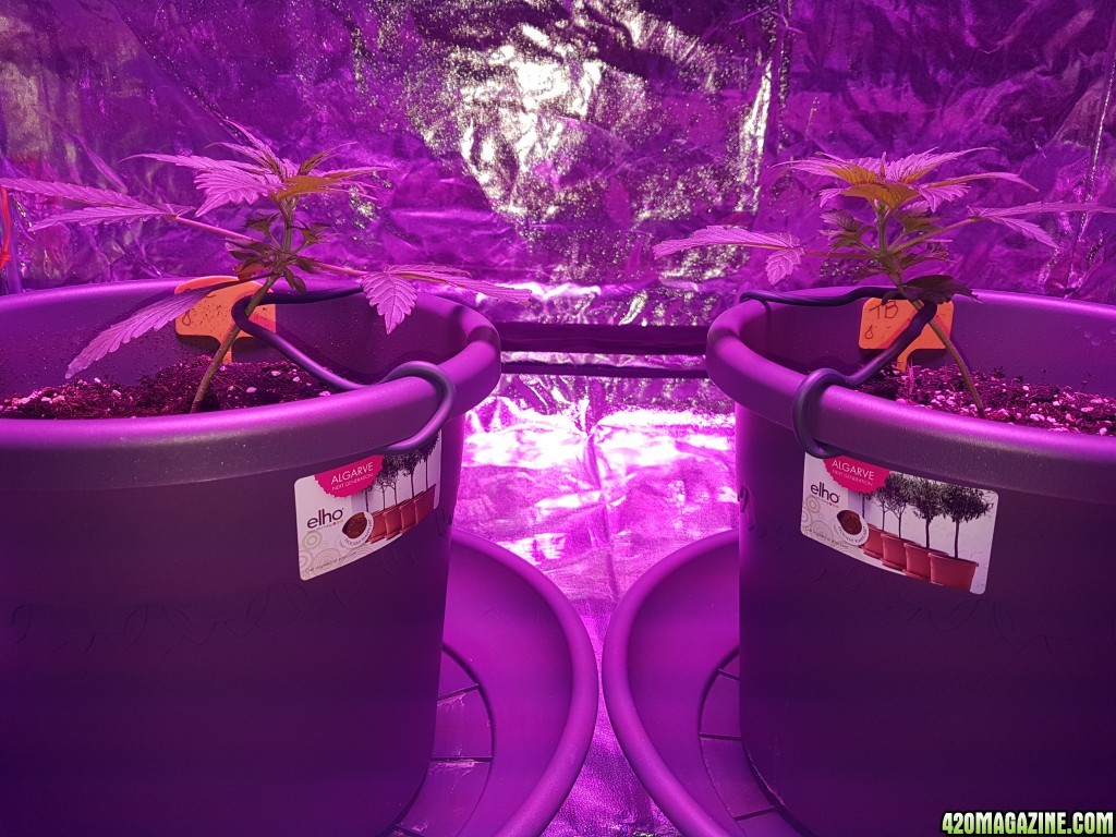 First grow - autoflower indoor 750W LED - bulk upload