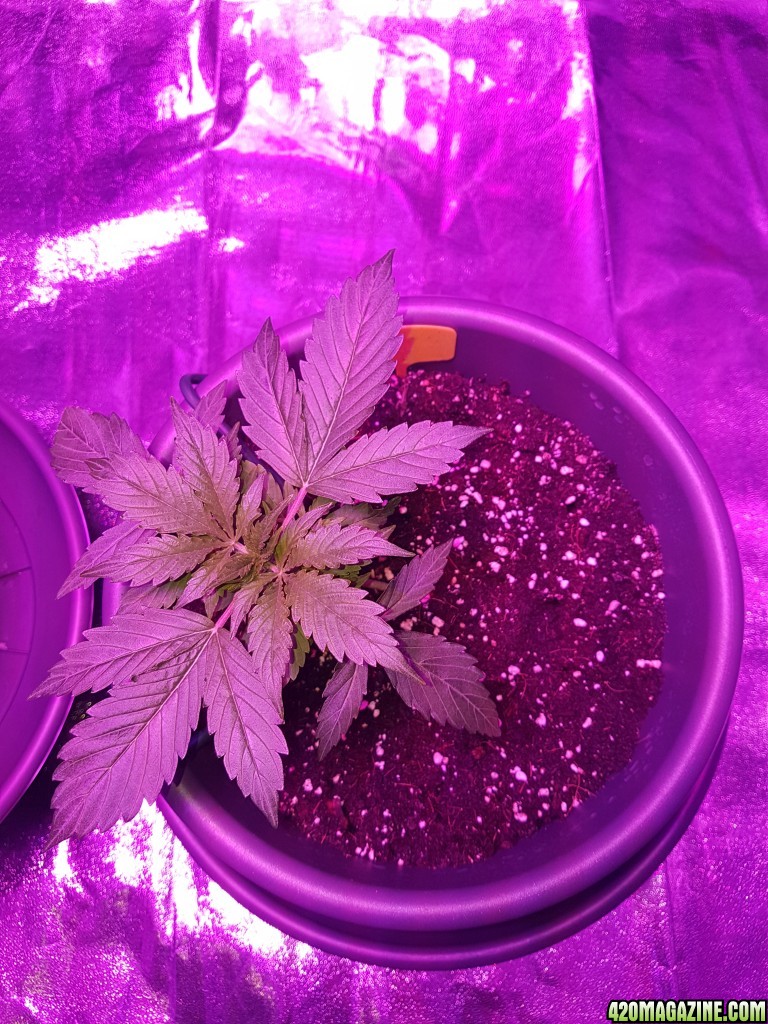 First grow - autoflower indoor 750W LED - bulk upload