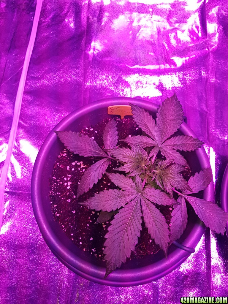 First grow - autoflower indoor 750W LED - bulk upload