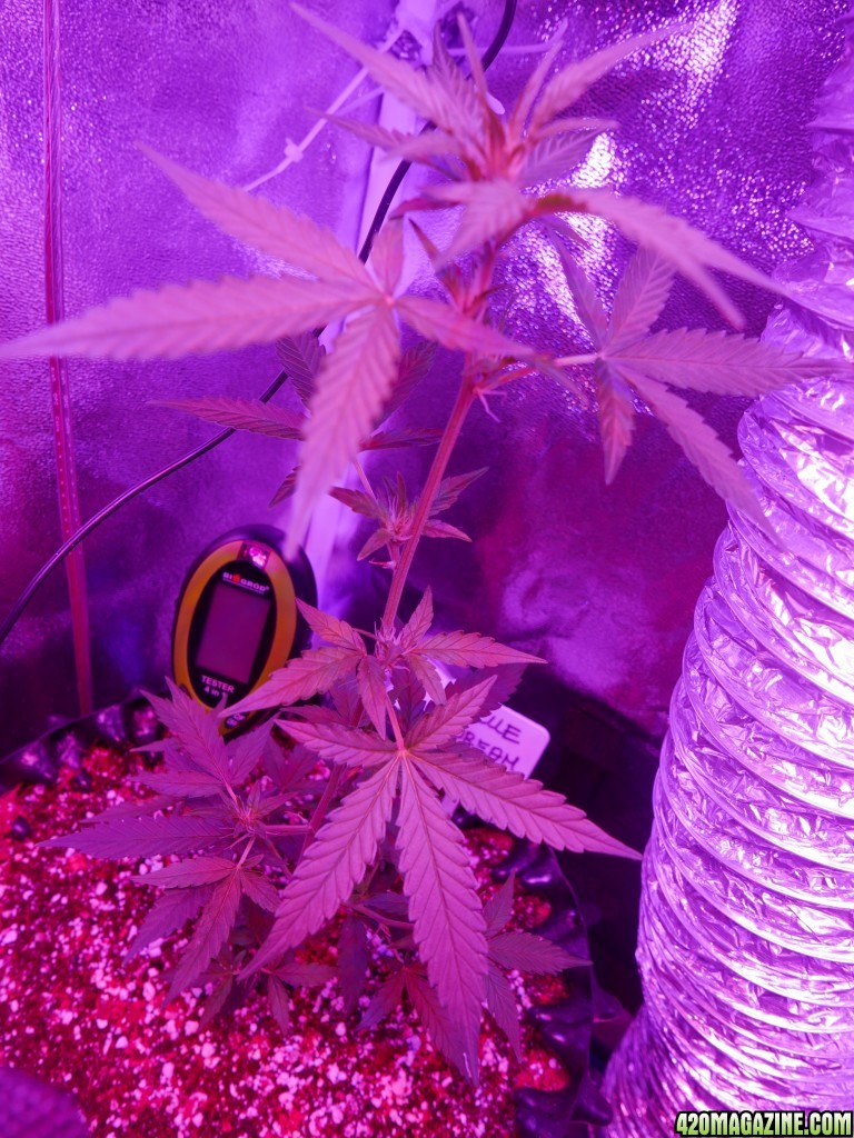 First grow, bad expierence - miniature bud with AUTO COCO LED