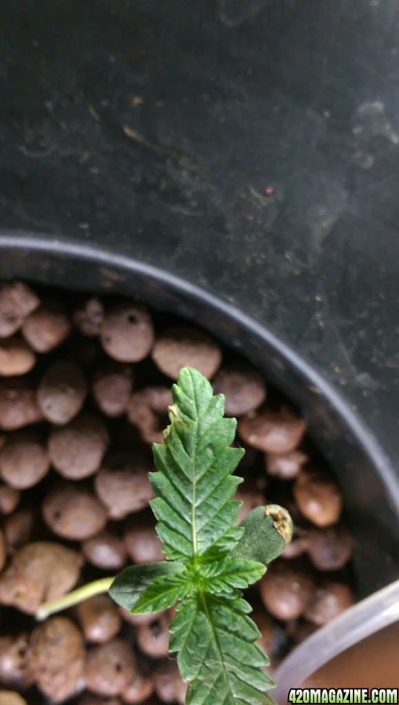 First grow bagseeds dwc