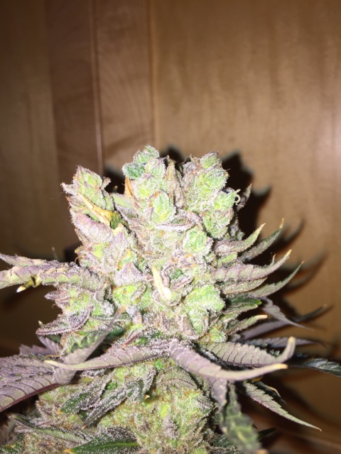 First grow - BC SEED KING Purple Kush