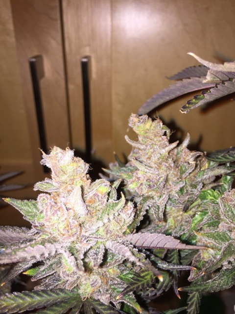 First grow - BC SEED KING Purple Kush