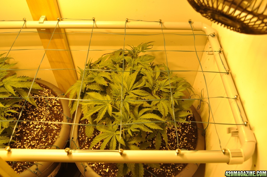 First Grow Coco Blue Mystic 8