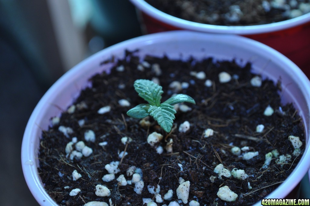 First Grow Coco Blue Mystic Baby 1