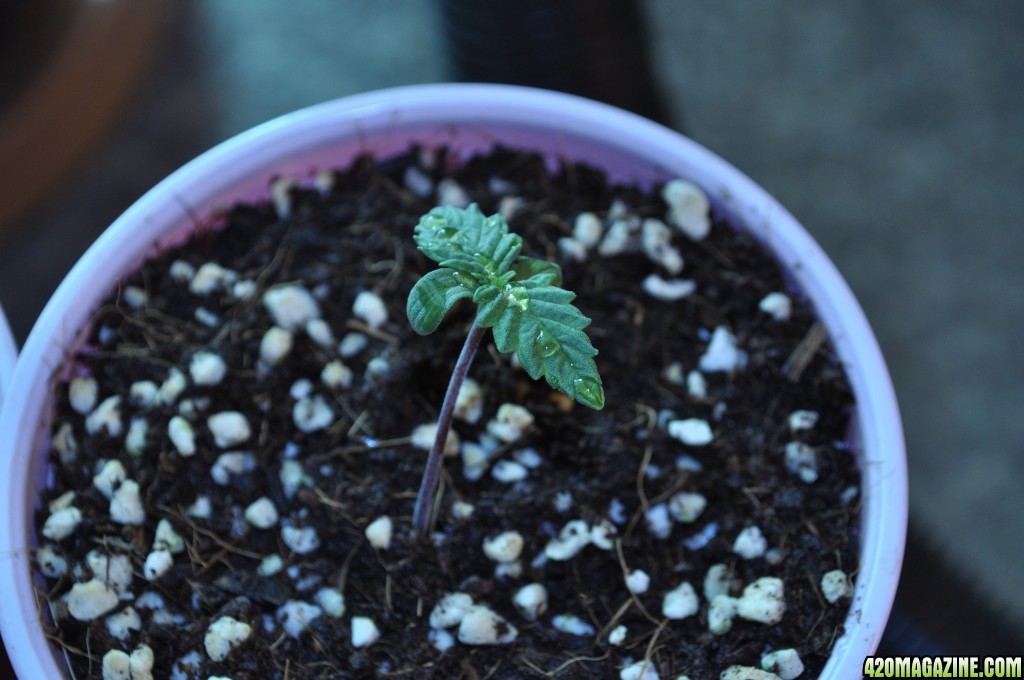 First Grow Coco Blue Mystic Baby 3