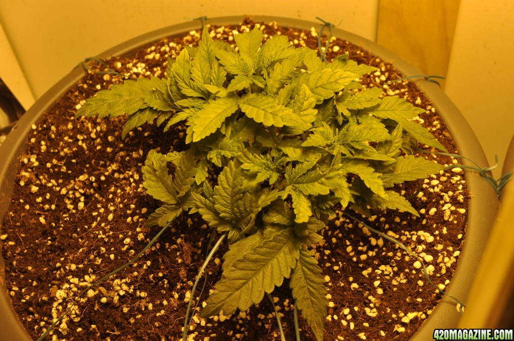 First Grow Coco Blue Mystic Bushy Happy