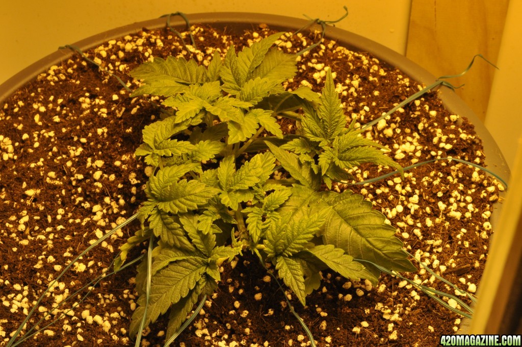 First Grow Coco Blue Mystic Bushy Update