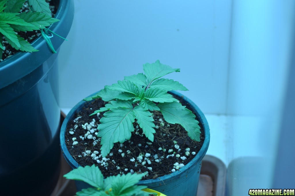 First Grow Coco Blue Mystic fem 9