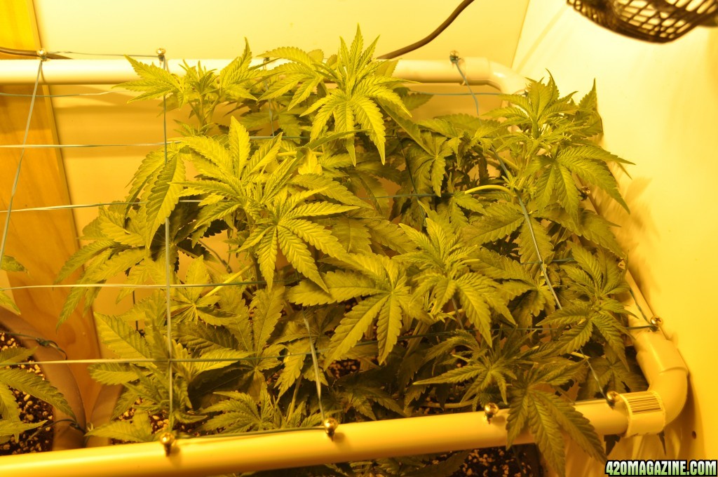 First Grow Coco Blue Mystic news 3