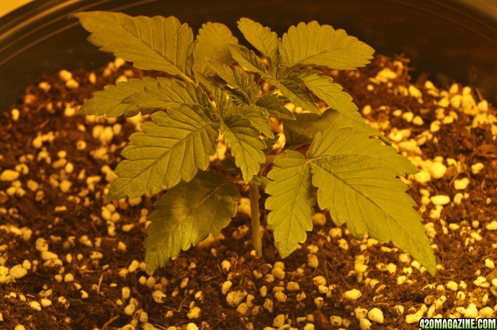 First Grow Coco Blue Mystic Speedy 3