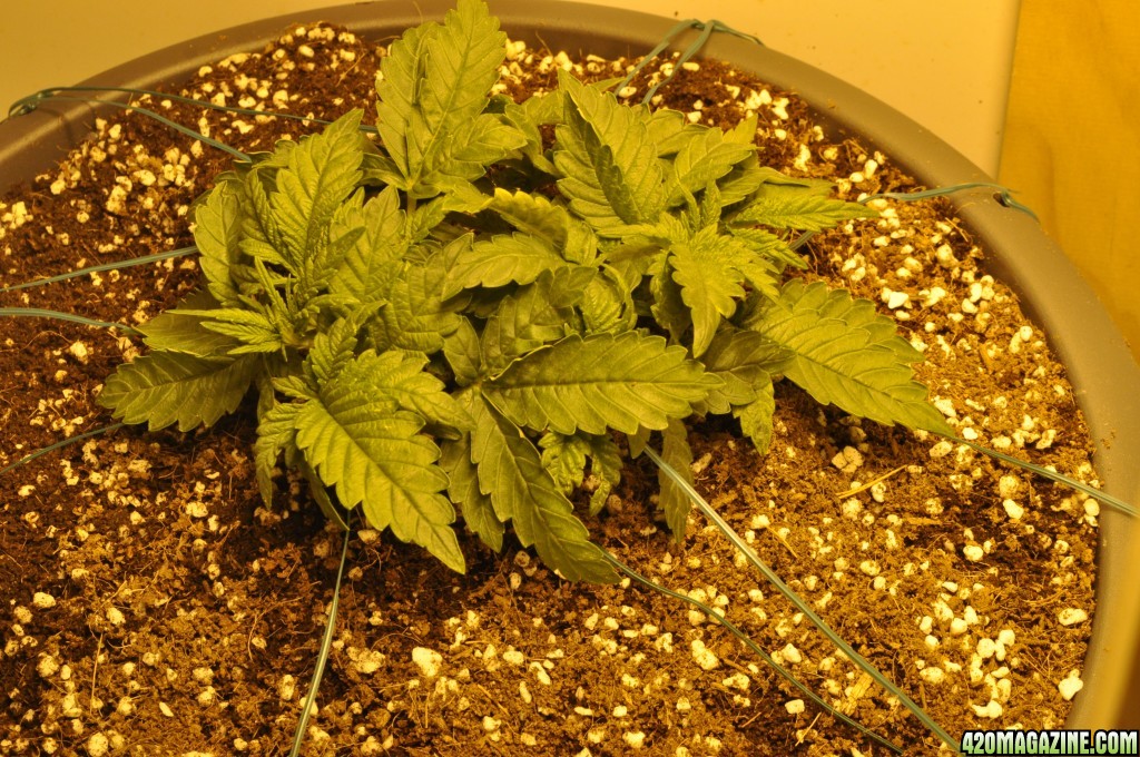 First Grow Coco Blue Mystic Speedy Before