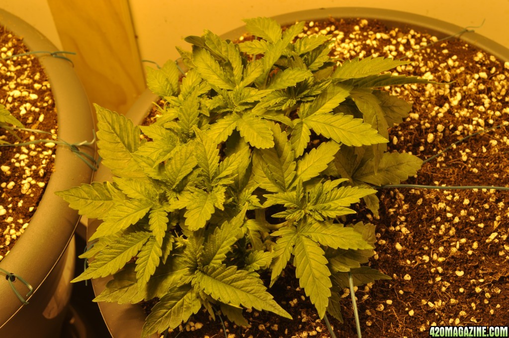 First Grow Coco Blue Mystic Speedy Happy