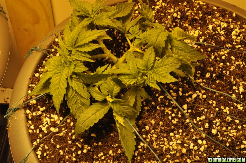 First Grow Coco Blue Mystic Speedy Recovery