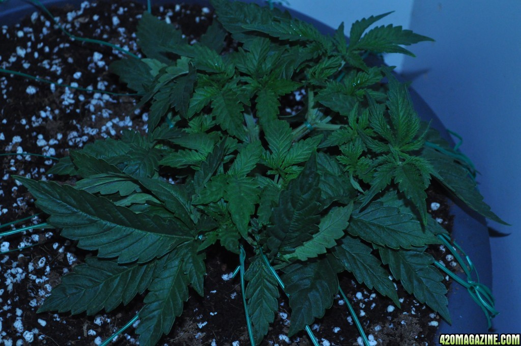 First Grow Coco Blue Mystic Speedy Sleepy