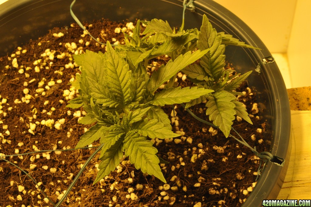 First Grow Coco Blue Mystic Speedy Top 4